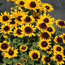 Load image into Gallery viewer, Rudbeckia 'Denver Daisy'