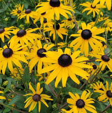 Load image into Gallery viewer, Rudbeckia fulgida 'Goldblitz'
