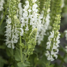 Load image into Gallery viewer, Salvia nemorosa 'Apex White'
