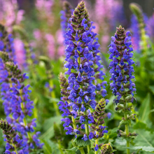 Load image into Gallery viewer, Salvia nemorosa 'April Night'