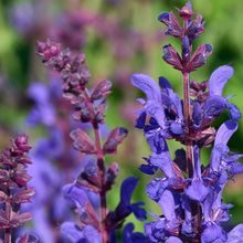 Load image into Gallery viewer, Salvia nemorosa 'Dark Matter'