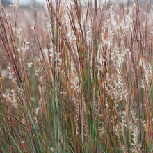 Load image into Gallery viewer, Schizachyrium scoparium 'Jazz'
