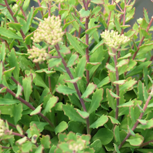 Load image into Gallery viewer, Sedum spectabile 'Rockstar'