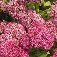 Load image into Gallery viewer, Sedum spectabile 'Rockstar'