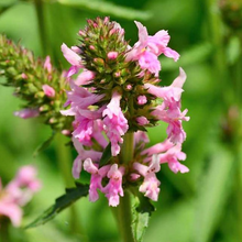 Load image into Gallery viewer, Stachys 'Hummelo Pink Cotton Candy'