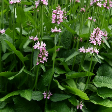 Load image into Gallery viewer, Stachys 'Hummelo Summer Romance'