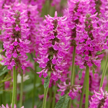 Load image into Gallery viewer, Stachys 'Hummelo Summer Romance'