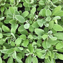 Load image into Gallery viewer, Stachys byzantina 'Fuzzy Wuzzy'