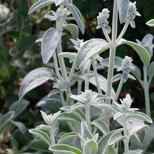 Load image into Gallery viewer, Stachys byzantina 'Fuzzy Wuzzy'