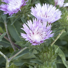 Load image into Gallery viewer, Stokesia 'Colorwheel'
