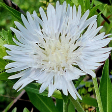 Load image into Gallery viewer, Stokesia 'Divinity White'