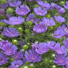 Load image into Gallery viewer, Stokesia 'Peachie's Pick'
