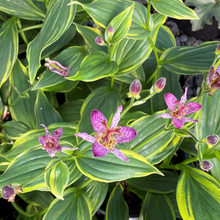Load image into Gallery viewer, Tricyrtis formosa 'Samurai'