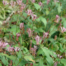 Load image into Gallery viewer, Tricyrtis formosana 'Sinonome'