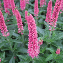 Load image into Gallery viewer, Veronica 'First Love Pink'