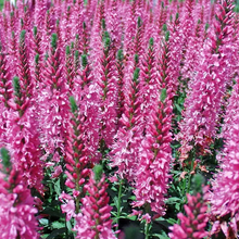 Load image into Gallery viewer, Veronica 'Giles Van Hees'