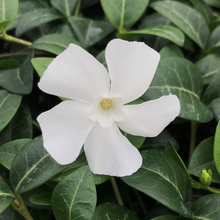 Load image into Gallery viewer, Vinca minor 'Alba'