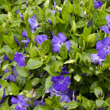 Load image into Gallery viewer, Vinca minor 'Bowles'