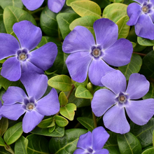 Load image into Gallery viewer, Vinca minor 'Darts Blue'