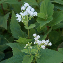 Load image into Gallery viewer, Ageratina altissima