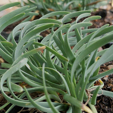Load image into Gallery viewer, Allium senescens 'Blue Eddy' - 1 Gallon Pot