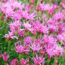 Load image into Gallery viewer, Vernonia 'Iron Butterfly' - 2 Gallon Pot