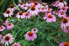 Load image into Gallery viewer, Echinacea Prairie Splendor - Large Coneflower - Perennial - 2 Gallon