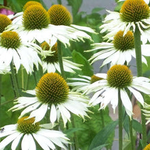 Load image into Gallery viewer, Echinacea White Swan - White Coneflower - Perennial - 2 Gallon Pot