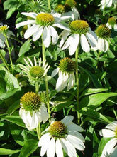 Load image into Gallery viewer, Echinacea White Swan - White Coneflower - Perennial - 2 Gallon Pot