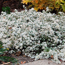 Load image into Gallery viewer, Aster ericoides 'Snow Flurry'