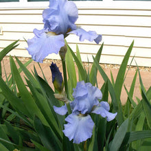 Load image into Gallery viewer, Iris germanica 'Babbling Brook' - 1 Gallon Pot