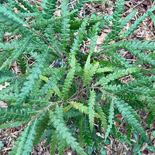 Load image into Gallery viewer, Comptonia peregrina - 3 Gallon Pot
