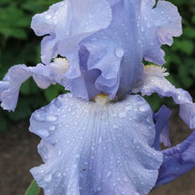 Load image into Gallery viewer, Iris germanica 'Babbling Brook' - 1 Gallon Pot