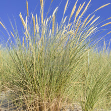 Load image into Gallery viewer, Cape' American Beach Grass Plugs - Flat of 32 Plants