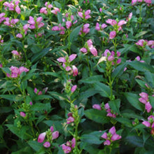 Load image into Gallery viewer, Chelone 'Hot Lips'