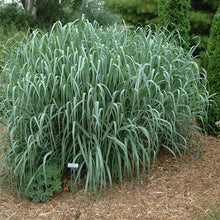Load image into Gallery viewer, Panicum 'Dallas Blues' - Switchgrass - 3 Gallon