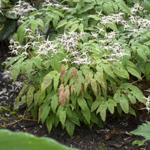 Load image into Gallery viewer, Epimedium 'Domino' - 1 Gallon