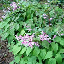 Load image into Gallery viewer, Epimedium rubrum - 1 Gallon