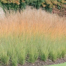 Load image into Gallery viewer, Molinia 'Heidebraut' - 2 Gallon Pot