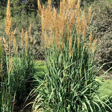 Load image into Gallery viewer, Sorghastrum nutans 'Golden Sunset' - 1 Gallon