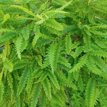 Load image into Gallery viewer, Comptonia peregrina - 3 Gallon Pot