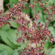 Load image into Gallery viewer, Xanthorhiza simplicissima - 2 Gallon Pot