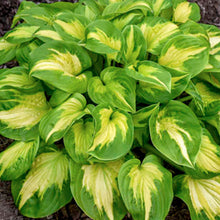 Load image into Gallery viewer, Hosta 'Etched Glass' - 2 Gallon
