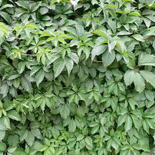 Load image into Gallery viewer, Parthenocissus quinquefolia