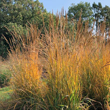Load image into Gallery viewer, Sorghastrum nutans 'Golden Sunset' - 1 Gallon