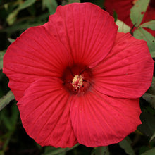 Load image into Gallery viewer, Hibiscus 'Fireball' - 2 Gallon Pot