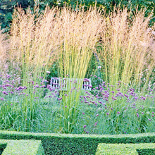 Load image into Gallery viewer, Molinia 'Skyracer' - 3 Gallon Pot