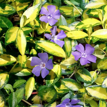 Load image into Gallery viewer, Vinca Minor 'Illumination'