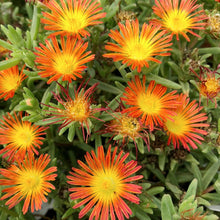 Load image into Gallery viewer, Delosperma 'Fire Wonder' - Ice Plant - 1 Gallon