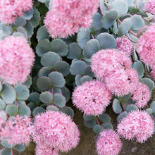 Load image into Gallery viewer, Sedum sieboldii - 1 Gallon Pot